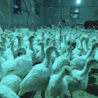 جوجه بوقلمون یک هفته ای