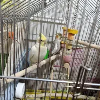 عروس هلندی