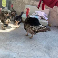 بوقلمون