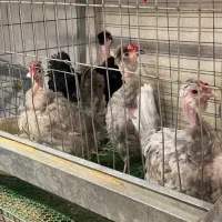 مرغ گلین گردن لخت