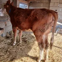 گوساله سیمنتال ماده کور|حیوانات مزرعه|گمیشان, |دیوار