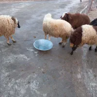 بره نر کشتار|حیوانات مزرعه|فیروزآباد (لرستان), |دیوار