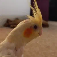 عروس هلندی ۵ ماهه، دستی