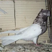 کبوتر