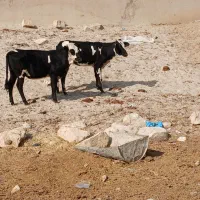 دو راس گوساله