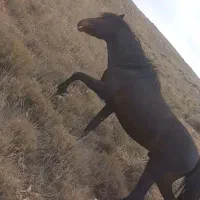 فروش اسب نریان