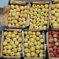 سیب قرمز وسفید