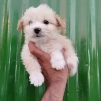 توله شیتزو سوپرفلت