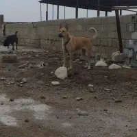 سگ ژرمن مالینویز ماده