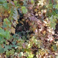 نهال انگور سیاه ریشه دار درجه یک|خدمات باغبانی و درختکاری|اورامان, |دیوار