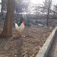 خروس و مرغ|حیوانات مزرعه|تهران, صادقیه|دیوار