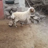 یک راس گوسفند چاق ..گوشت درجه یک