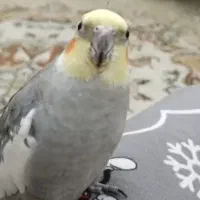 عروس هلندی گمشده