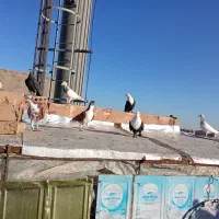 چهل تا کبوتر زیبا سبزوار