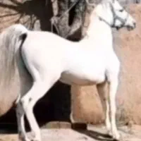 اسب 7دانگ کورد