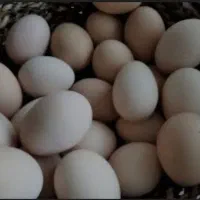 تخم مرغ محلی 22000