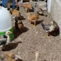 جوجه محلی زابل