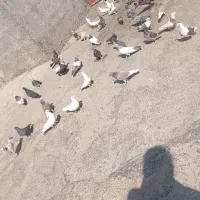 پرنده|پرنده|لوداب, |دیوار