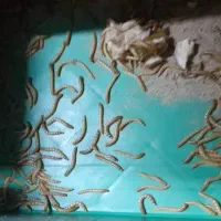 کرم میلورم خشک