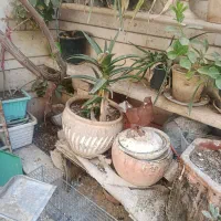 کفتر راعبی نر