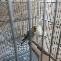سهره قناری ایوب بخون
