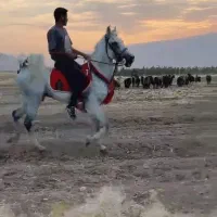 نریان شیر سفید|اسب و تجهیزات اسبسواری|کوچصفهان, |دیوار