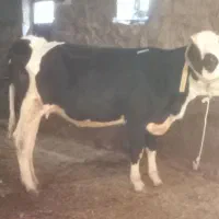 گوساله ماده۳شیره  سیمینتال(گاو)|حیوانات مزرعه|کرمانشاه, |دیوار