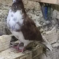 کبوتر گمشده