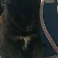 توله ژرمن شپرز