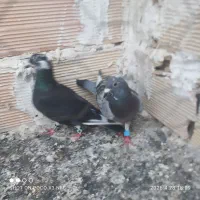 ۵تا صید دونه ۳۰۰