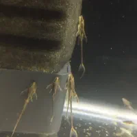 ماهی زینتی کت پلکو فارلوولا (لیزارد)