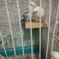 یه جفت طوطی برزیلی خوش رنگ خوشکل|پرنده|مریوان, |دیوار