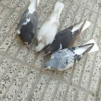 پرنده ساده