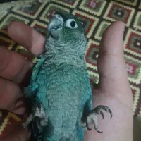 گیرینچیک تراکوییست