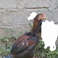 جوجه ۷ ماهه
