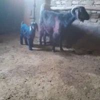 بزوبزغاله|حیوانات مزرعه|صحنه, |دیوار