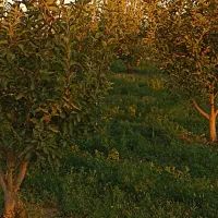 زمین سر درختی|فروش زمین و ملک کلنگی|بناب, |دیوار