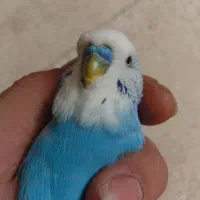 مرغ عشق نر سخنگو انگلیسی خالص