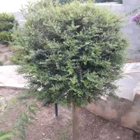 گل ودرختچه تزیینی