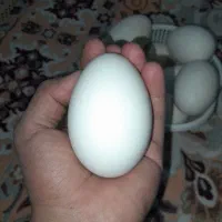 تخم مرغ غاز