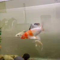 ماهی کوی نژاد دار