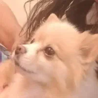 کرم کاراملی بنام  سایا