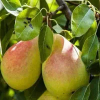 پیشفروش نهال گلابی درگزی|خدمات باغبانی و درختکاری|ایوان, |دیوار