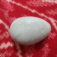 سنگ فسیل تزینی|کلکسیون اشیاء عتیقه|بروجرد, |دیوار