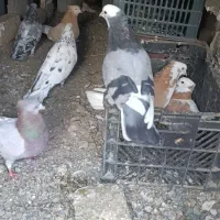 فروش چند جفت کبوتر زرد و سرور...|پرنده|اشنویه, |دیوار