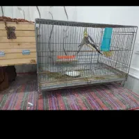 یک جفت عروس هلندی مولد بشرط