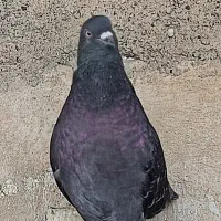 تهرانی پرشی