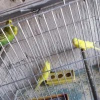 مرغ عشق|پرنده|تبریز, |دیوار