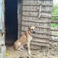 سگ سرابی