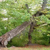 استخدام کارگر ساده